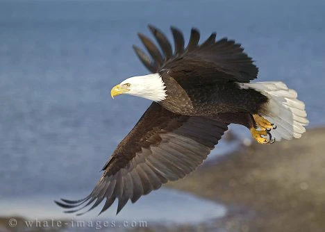 bald-eagle-pictures_110 bald-eagle-pictures_110